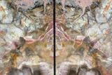 Tall, Colorful Petrified Wood Bookends - Madagascar #89346-1